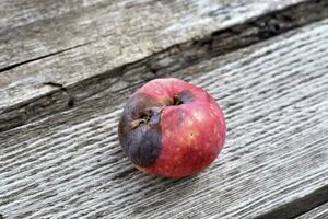 une pourri rouge Pomme sur le Contexte de une pourri planche. photo