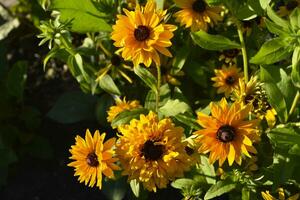 Jaune Rudbeckia fleurs dans le été jardin. magnifique Jaune fleurs sur une vert buisson. photo