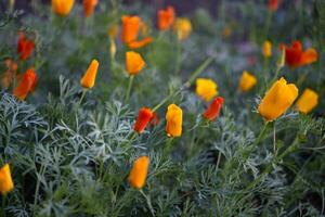 coloré fleurs sur une vert lit. jaune-rouge fleurs de eschscholzia dans été. papavéracées fleurs. photo