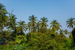 noix de coco des arbres paumes contre le bleu ciel de Inde photo