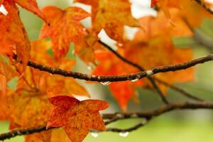 rouge et Orange feuilles de le liquidambar en dessous de le l'automne pluie photo