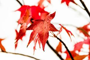 rouge et Orange feuilles de le liquidambar en dessous de le l'automne pluie photo