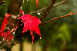 rouge et Orange feuilles de le liquidambar en dessous de le l'automne pluie photo