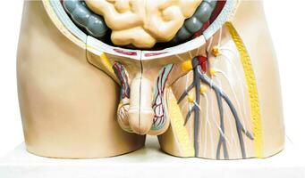 pénis dans Masculin Humain anatomie modèle pour étude éducation médical cours isolé sur blanc Contexte avec coupure chemin. photo