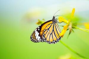 papillon sur une Jaune fleur, photo