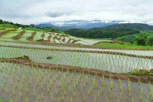 rizière en terrasse verte photo
