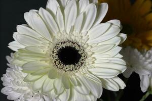 bouquet de gerbera fleurs sur foncé Contexte photo