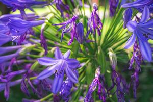 magnifique fleurs à le botanique jardin à ponte de Lima, le Portugal. photo