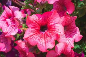 magnifique fleurs à le botanique jardin à ponte de Lima, le Portugal. photo