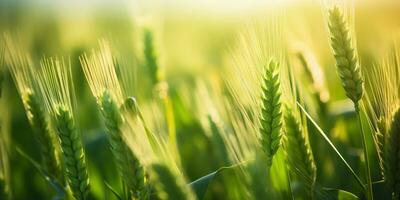 une fascinant vue de une vibrant blé champ. ai génératif. photo