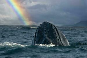 à bosse baleine briser dans pacifique océan arc en ciel Contexte dans cabo san lucas Mexique baja Californie sur photo