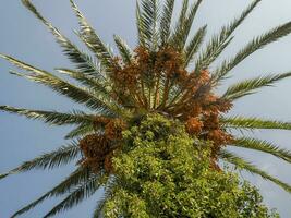 bouquet de dattes jaunes sur le palmier dattier. photo
