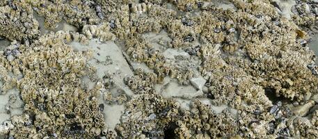 bernacles et moules sur plage rochers à faible marée photo