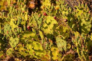 une cactus plante avec beaucoup vert feuilles photo