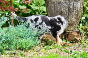 une chien en jouant photo