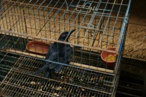 sauvage animaux, corbeaux dans des cages pour vente à le animal marché photo