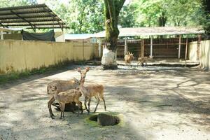 le cerf famille est garde le petits et est sur le Attention pour ennemis cette sont à venir de dans le captivité photo