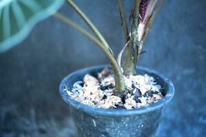 écrasé Oeuf coquille recyclé comme Naturel biologique jardin engrais sur les plantes à maison. photo