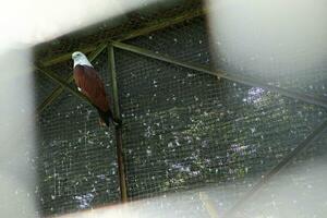 Aigle perché sur une branche dans une zoo cage photo