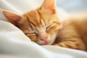 mignonne en train de dormir gingembre chaton photo