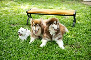 proche en haut blanc marron Couleur alaskan malamute duveteux gras fourrure visage avec chien laisse et écharpe en jouant dans chien parc photo