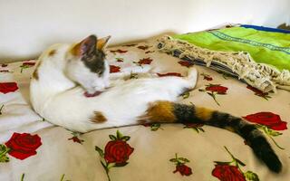 blanc chat est fatigué en train de dormir sur canapé canapé et lit. photo