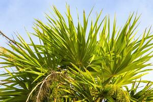 tropical vert exotique Caraïbes Maya chit paume paumes forêt tropicale Mexique. photo