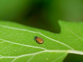 rouge cocher sur vert feuille photo