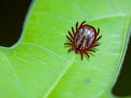 rouge cocher sur vert feuille photo