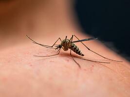 moustique sucer du sang sur la peau humaine photo