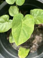 vert caladium feuilles dans le jardin photo