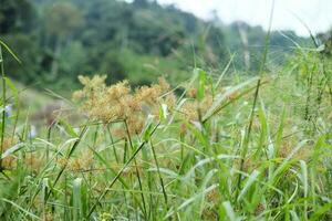 épanouissement et Frais herbe fleurs dans tropical pluie forêt et verdure sauvage jungle. Voyage dans Thaïlande photo