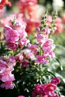 épanouissement rose fleurs champ dans le Prairie avec Naturel lumière du soleil. photo