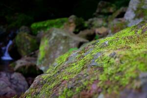 vert mousse croissance sur le Roche de l'eau tomber dans tropical pluie forêt. photo