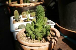 épanouissement cactus jardin dans Naturel lumière du soleil. cactus maison les plantes photo