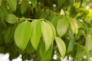 Jeune cannelle feuilles sur bifurquer, Thaïlande. photo