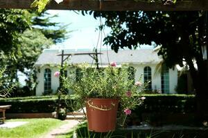 épanouissement rose commun purslane, verdolaga, amarante, peu Berce du Caucase ou pusley fleurs dans argile pot est pendaison pour décoration dans jardin photo