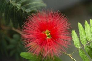 calliandra harrisii est une espèce de plantes à fleurs photo