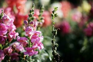 épanouissement rose fleurs champ dans le Prairie avec Naturel lumière du soleil. photo