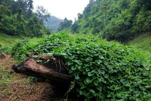 fraîcheur paysage pour tropical pluie forêt avec brumeux et verdure brouillard dans sauvage jungle. Voyage dans Thaïlande photo