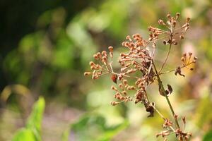 magnifique sauvage camomille herbe fleurs dans le Prairie et sauvage photo