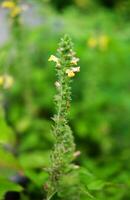 peu herbe fleurs de fleurs sauvages dans forêt Prairie et sauvage herbes avec Naturel lumière dans jardin photo