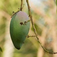 mangue sur arbre photo