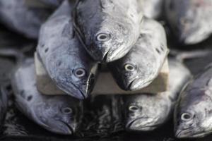 les fruits de mer assortis vendus au marché aux poissons photo