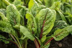 bettes croissance dans un Urbain jardin. jardin betterave et salade feuilles proche en haut. génératif ai photo