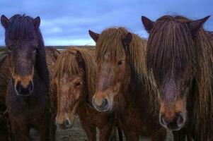 islandais les chevaux dans bonjour photo