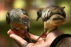zèbre colombes en mangeant photo