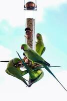 vert perruches sur mangeoire pour les oiseaux photo