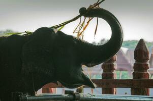 thaïlandais éléphants dans captivité photo