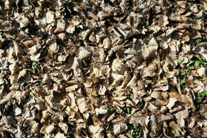 une pile de feuilles sur le sol photo